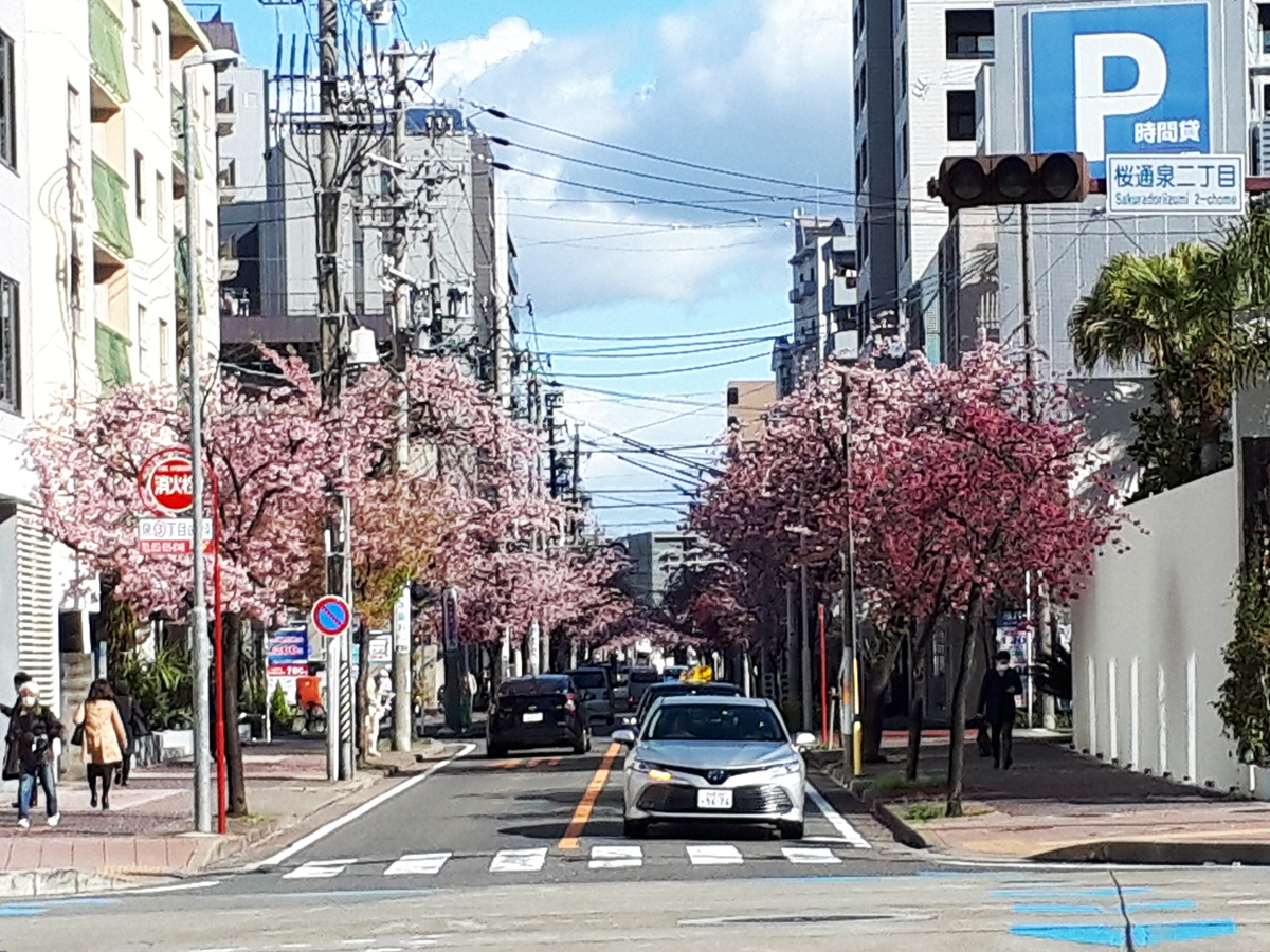 桜の並木道