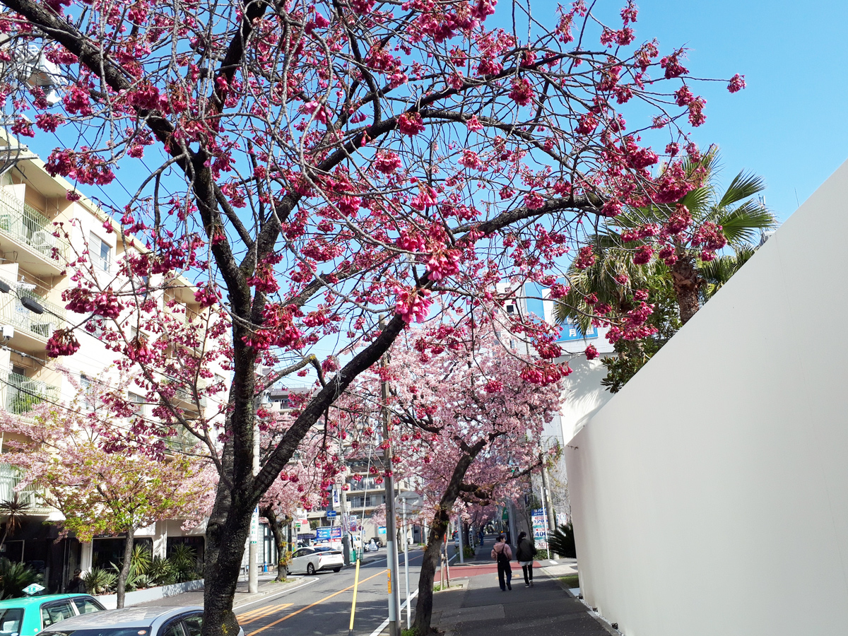 桜の並木道